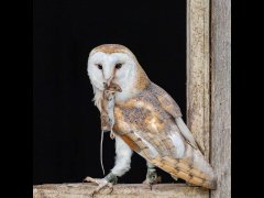 Eileen Jones - Barn Owl with Mouse - Very Highly Commended.jpg